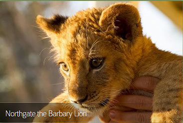 This photo shows Northgate the Barbary Lion! The foundation is by appt only 7 days a week.